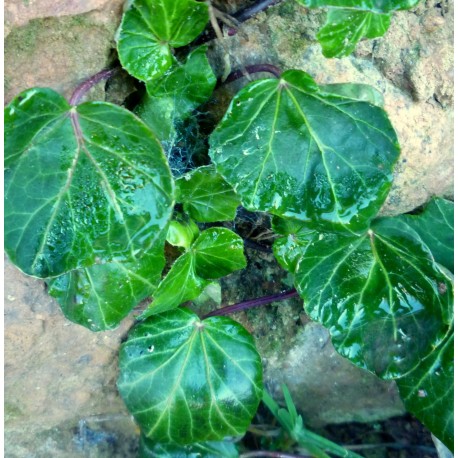 Hedera helix 'Kurios'