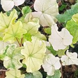 Hedera helix 'Green River'