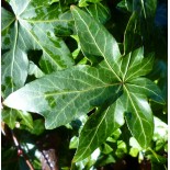 Hedera helix 'Sonja'