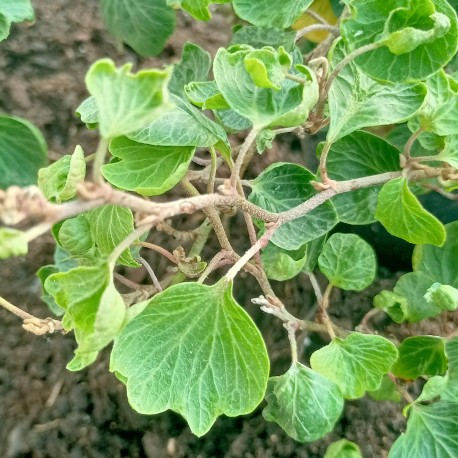 Hedera helix 'Cockle Shell'