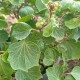 Hedera helix 'Cockle Shell'