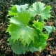 Hedera helix 'Pegasus'