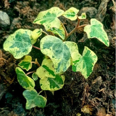 Hedera helix 'Teneriffe'