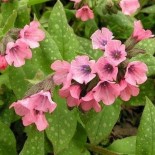 Pulmonaria saccharata 'Dora Bielefeld'