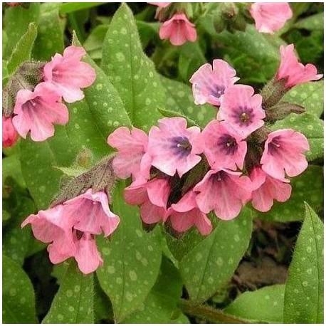 Pulmonaria saccharata 'Dora Bielefeld'