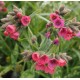 Pulmonaria x 'Raspberry Splash'