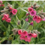 Pulmonaria x 'Raspberry Splash'