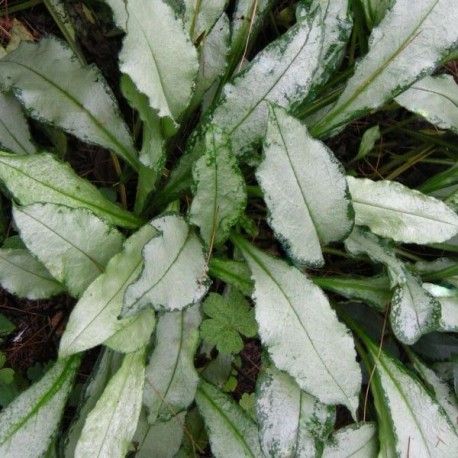 Pulmonaria x 'Majesté'