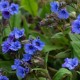 Pulmonaria x 'Blue Ensign'