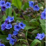 Pulmonaria x 'Blue Ensign'