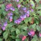 Pulmonaria saccharata 'Mrs Moon'