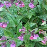 Pulmonaria officinalis 'Rosea'