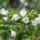 Pulmonaria officinalis 'Sissinghurst White'