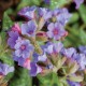 Pulmonaria x 'Trevi Fountain'