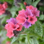 Pulmonaria x 'Shrimps on the Barbie