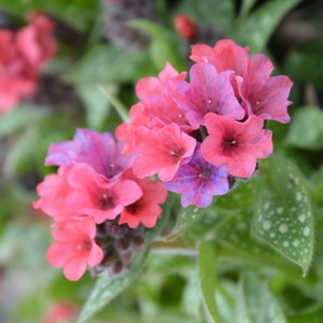 Pulmonaria x 'Shrimps on the Barbie