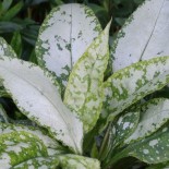 Pulmonaria x 'Silver Bouquet'