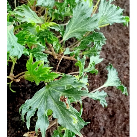 Hedera helix 'Ivalace Mutation'