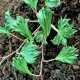 Hedera helix 'Ivalace Mutation'