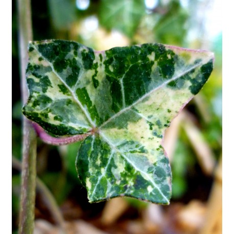 Hedera helix 'Minor Marmorata'