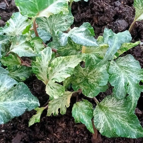 Hedera helix 'Beryl's Honor'