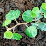 Hedera helix 'Peter Pan'