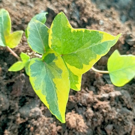 Hedera helix 'Goldcraft'