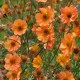 Geum x 'Totally Tangerine'