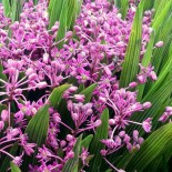 Ledebouria cooperi (Scilla adlamii)