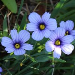 Sisyrhinchium angustifolium 'Devon Skies'