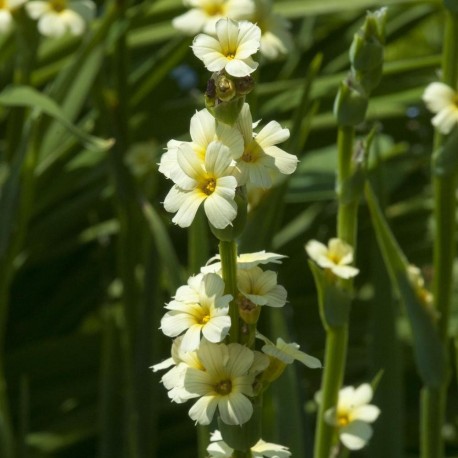 Sisyrhinchium striatum