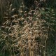 Deschampsia cespitosa 'Tauträger'