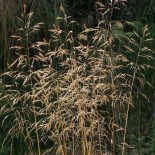 Deschampsia cespitosa 'Tauträger'