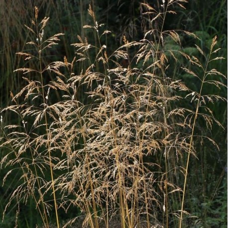 Deschampsia cespitosa 'Tauträger'