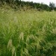 Deschampsia cespitosa 'Tauträger'