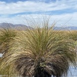 Carex secta