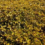 Muehlenbeckia complexa 'Golden Girl'