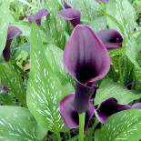 Zantedeschia x 'Forêt Noir'