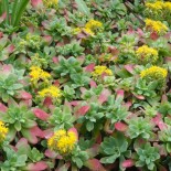 Sedum palmeri