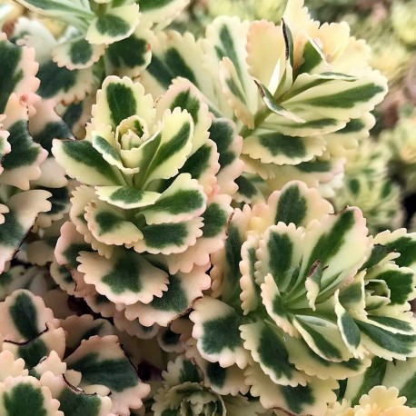 Sedum takesimense 'Atlantis'