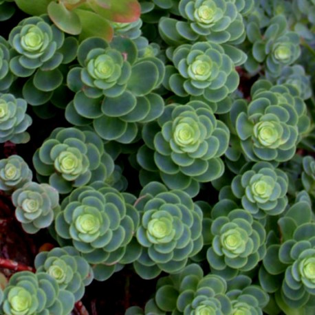 Sedum (Hylotelephium) anacampseros