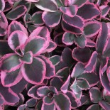 Sedum x 'Dream Dazzler'