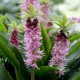 Eucomis comosa 'Leia'