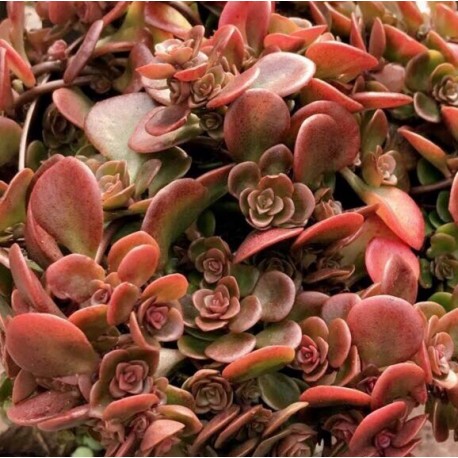 Sedum makinoi