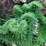 Sedum rupestris 'Crispum'