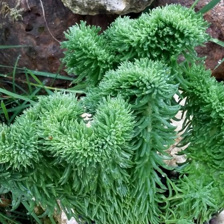 Sedum rupestris 'Crispum'