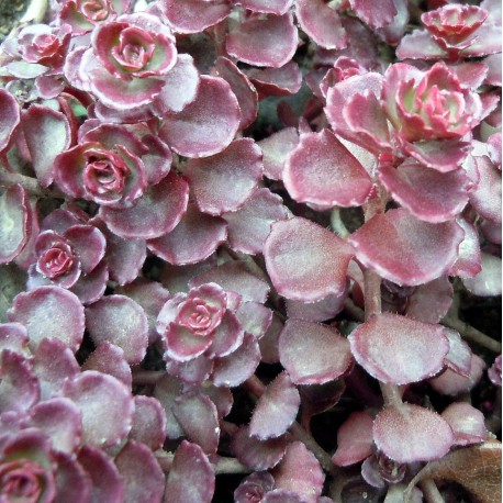 Sedum spurium 'Atropurpureum'