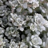 Sedum spatulifolium 'Cape Blanco'