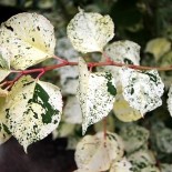 Fallopia (Reynoutria) japonica 'Variegata'