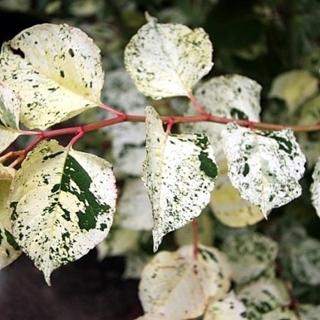 Reynoutria (Falopia) japonica 'Variegata'